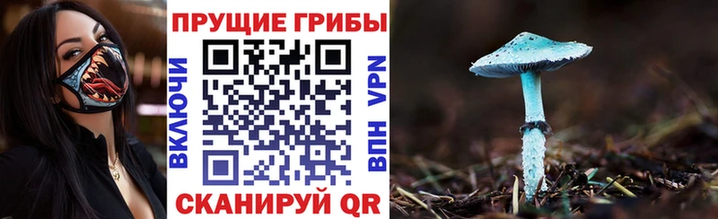 omg tor  Ливны  Псилоцибиновые грибы MAGIC MUSHROOMS 